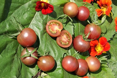 Tomaten-Web-klein